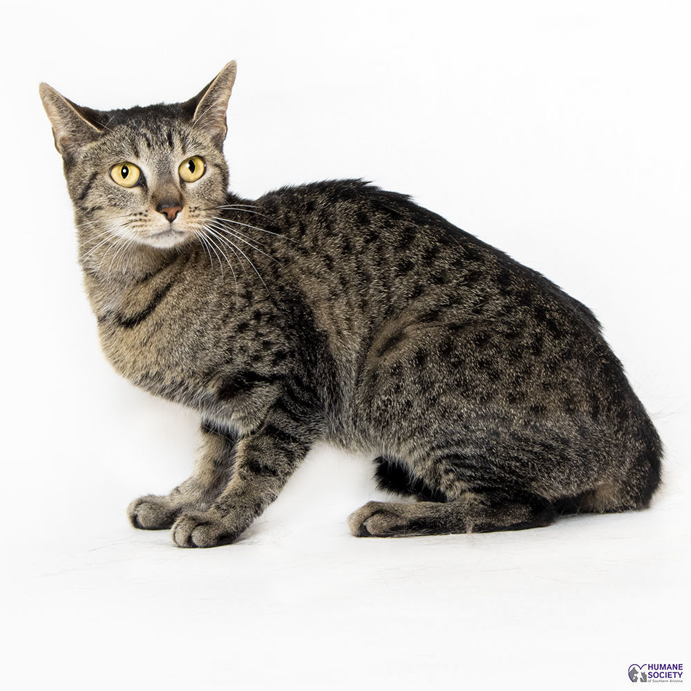 Adopt a friend: Colette